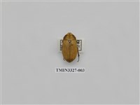 藏品(吹粉金龜屬)的圖片